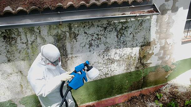 Top rated local Mold Removal specialists in Springfield, FL